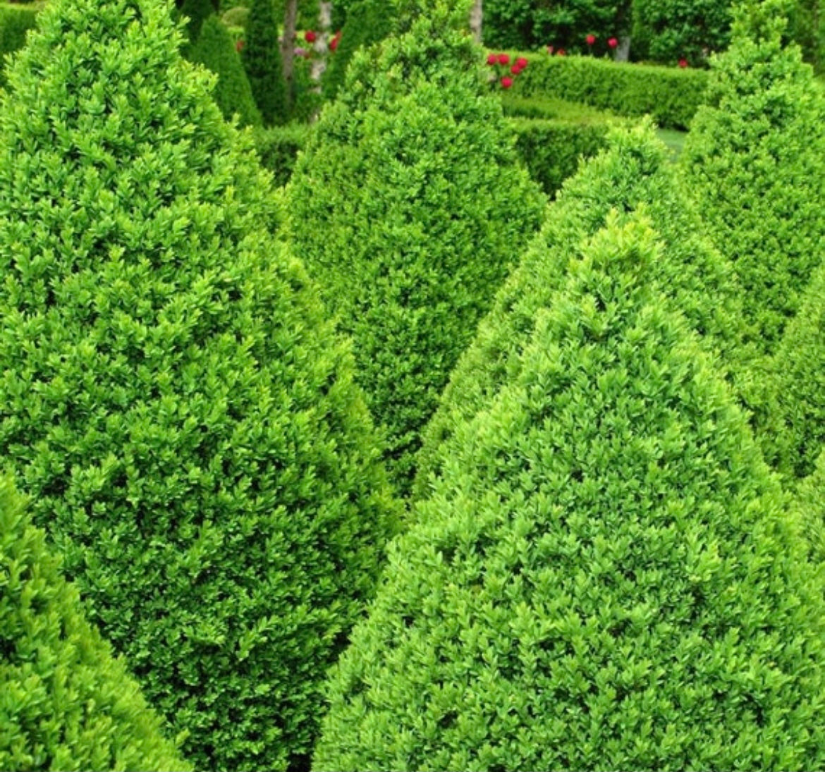 Dense foliage of Green Mountain Boxwood.