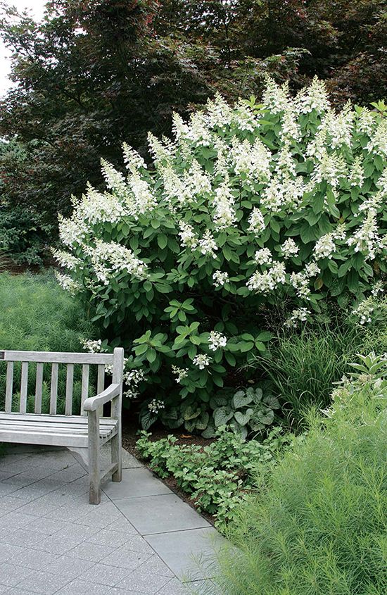 Tardiva Hydrangea shrub in a garden setting.
