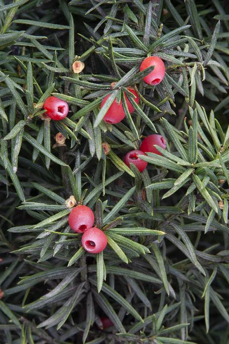 Taxus Hicksii with lush green foliage.