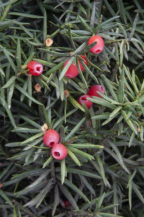 Yew “Hicks” | Easy To Grow Drought Tolerant Privacy Evergreen Shrub