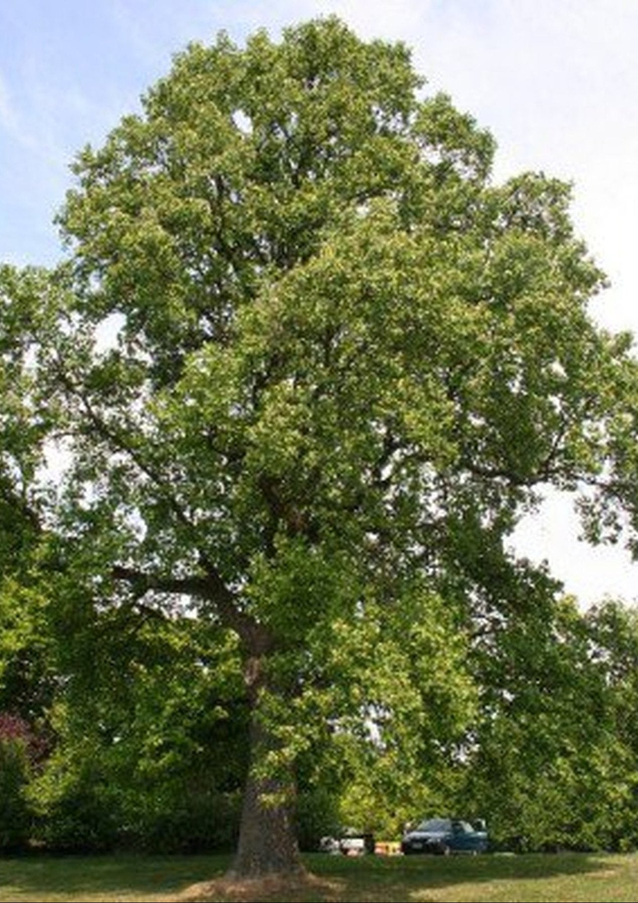 Fast-growing Tulip Poplar for sale.