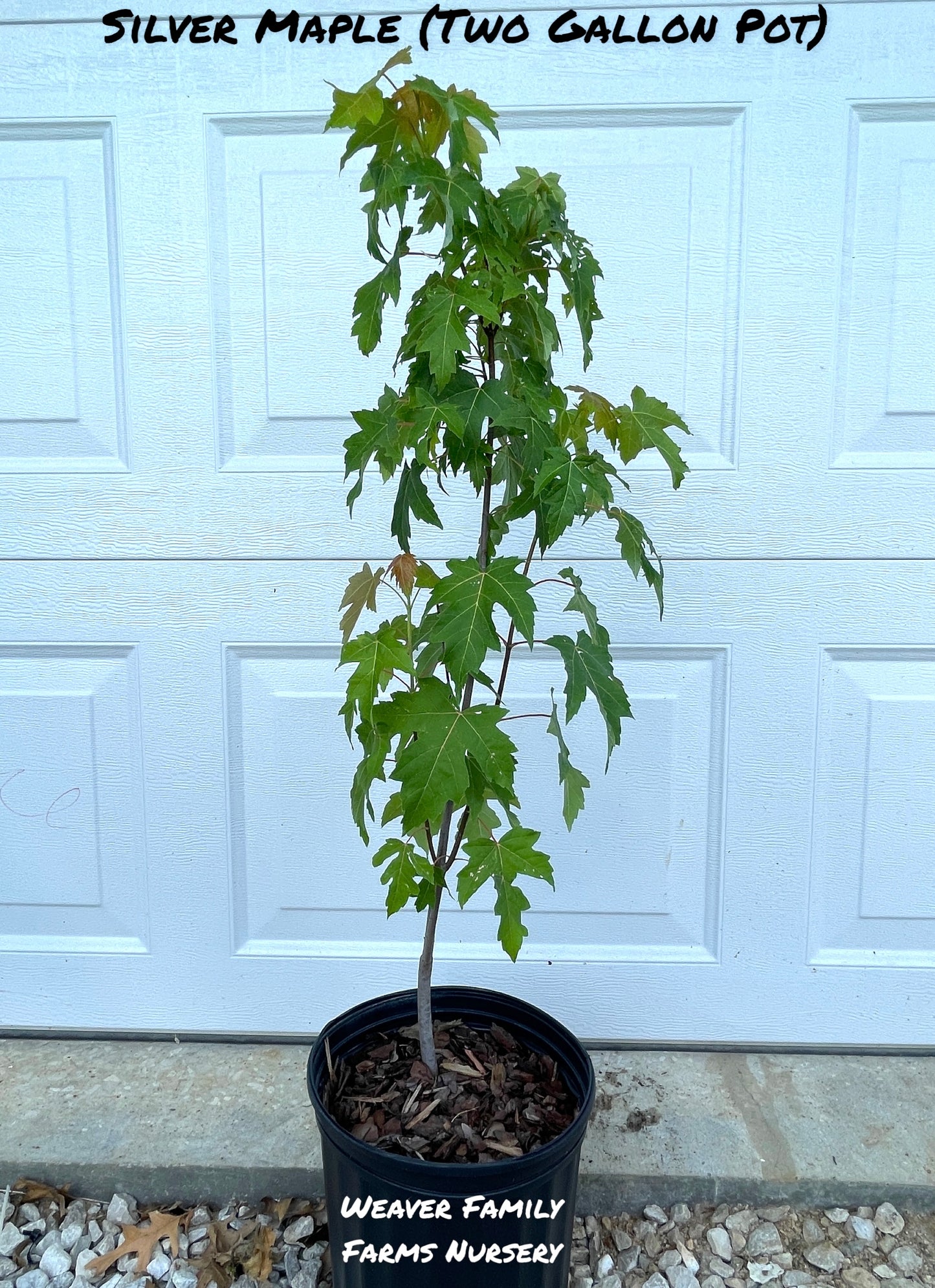 Silver Maple Tree two gallon size - Weaver Family Farms Nursery