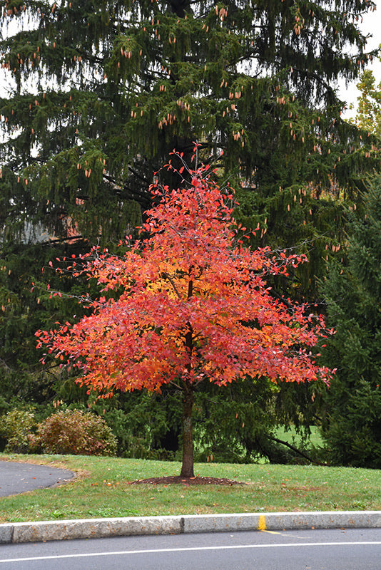 Native Black Gum Tupelo for sale.