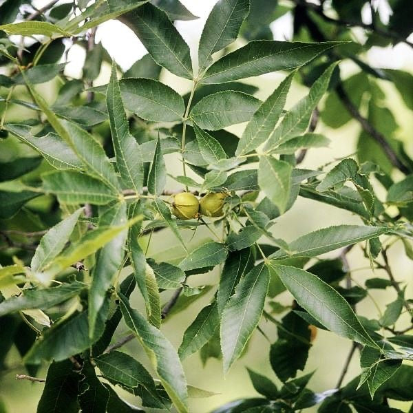 Hardy Native Pecan Tree For Sale | Buy Carya Illinoinensis Tree Online