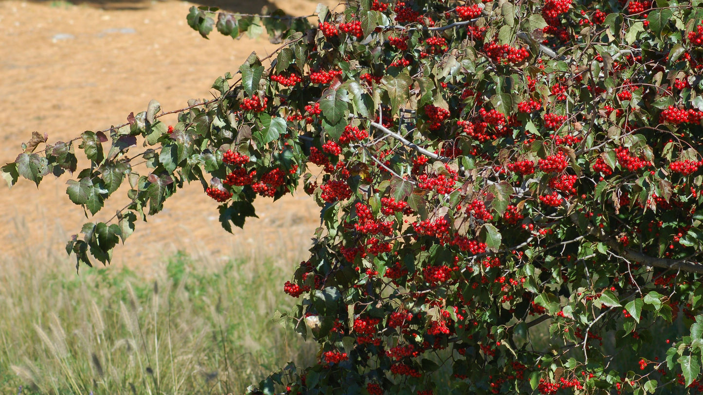 Red berries on a Washington Hawthorn Tree in a garden.