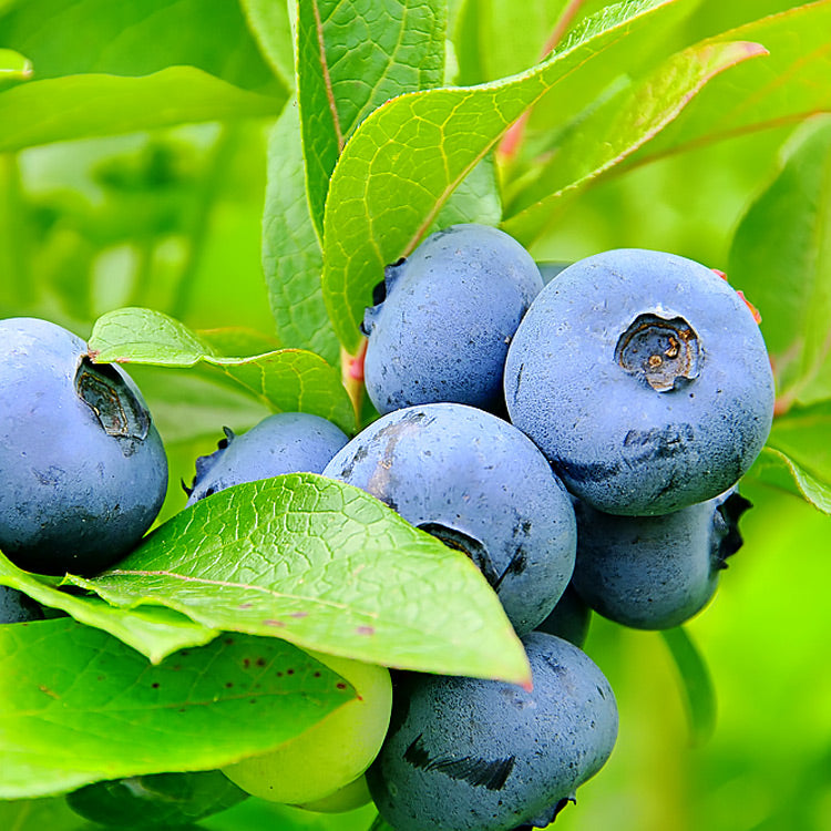 Blueberry bushes growing in a garden