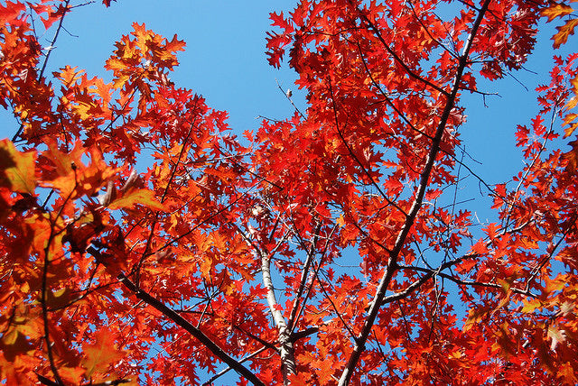 Red oak leaves changing color in autumn.