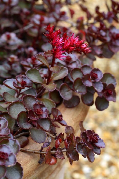 Dragon Blood Sedum for sale in garden.