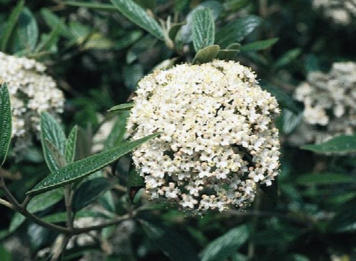 Evergreen pragense viburnum shrub in garden.
