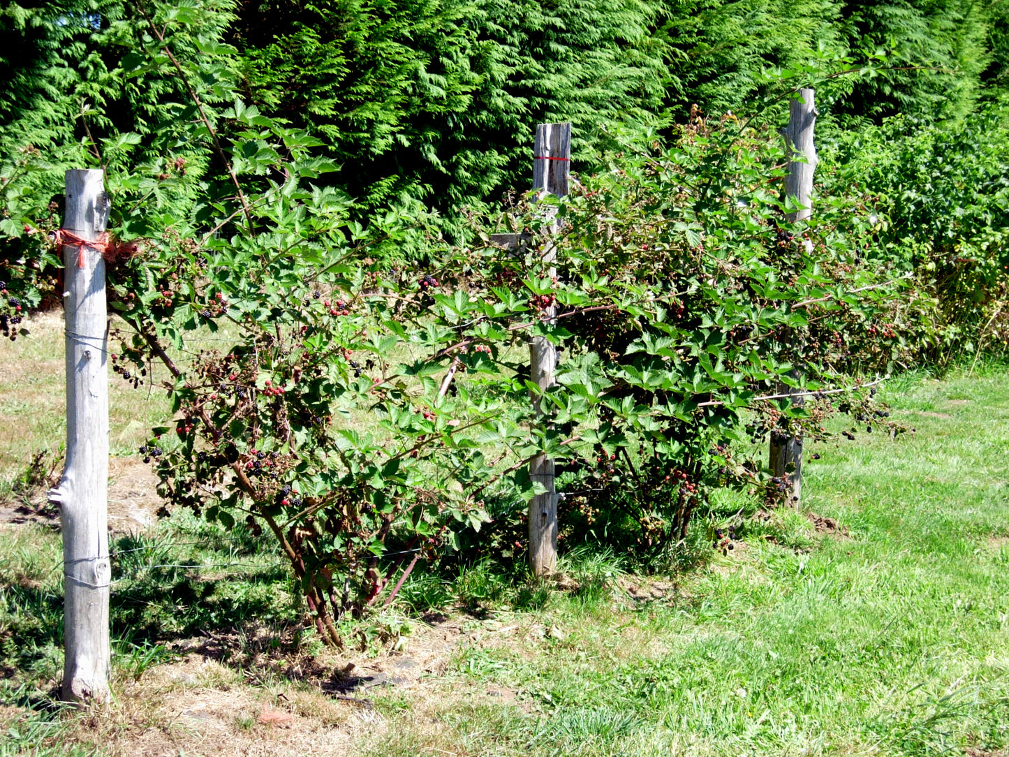 Best thornless blackberry plant for home gardens.