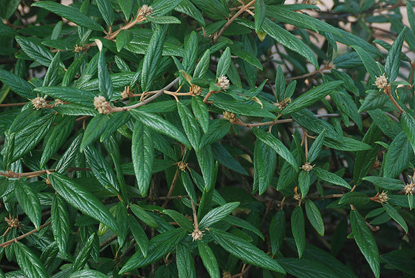 Close-up of Pragense Viburnum glossy leaves.