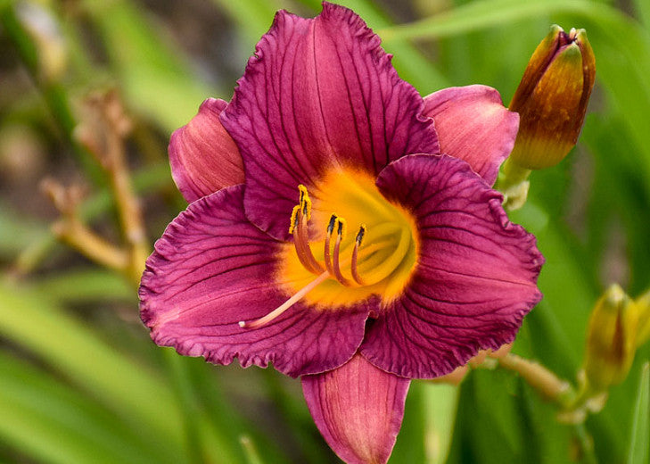 Purple D' Oro Daylily in full bloom.