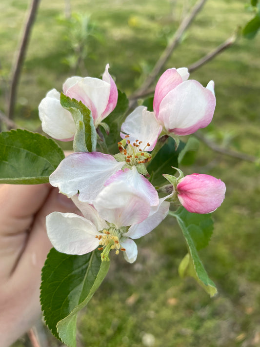 Pictures Of Apple Tree Flowers Blooming In The Spring