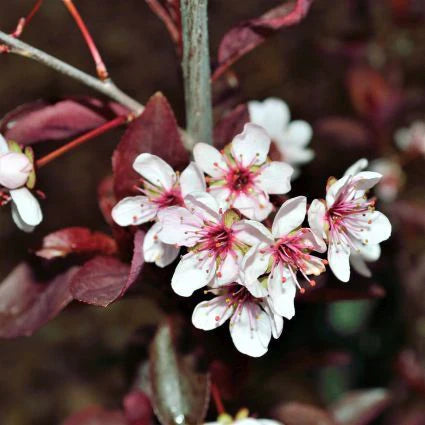 Transform Your Garden with the Purple Leaf Sand Cherry