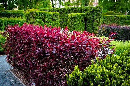The Perfect Plant: Why the Purple Leaf Sand Cherry Belongs in Your Landscape