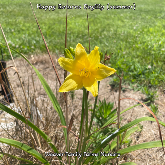 Happy Returns Yellow Daylily Pictures