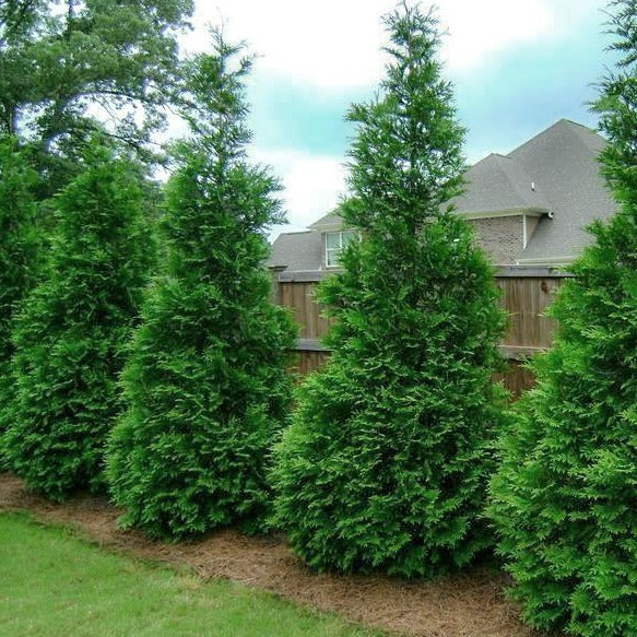 The Majestic Green Giant Arborvitae: A Landscape's Best Friend
