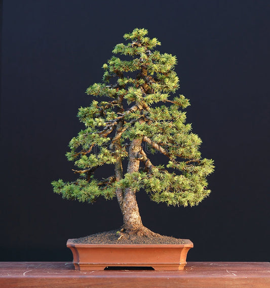 Growing A Norway Spruce Bonsai