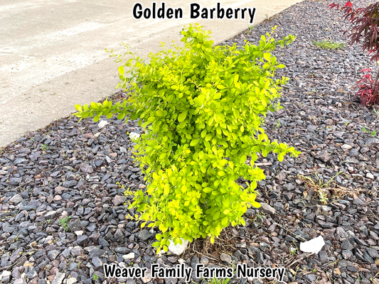 What Does A Golden Barberry Plant Look Like?