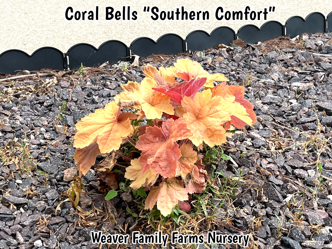 What Does “Southern Comfort” Coral Bells Look Like?