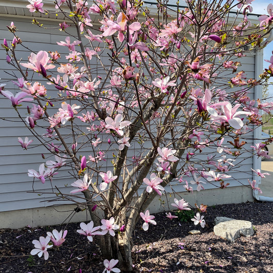 Full Grown Jane Magnolia Tree