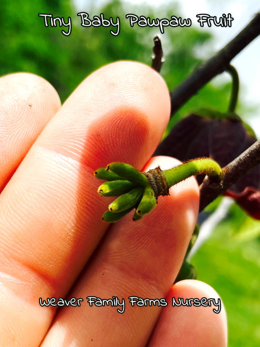 What Do Tiny Baby Pawpaw Fruit Look Like?