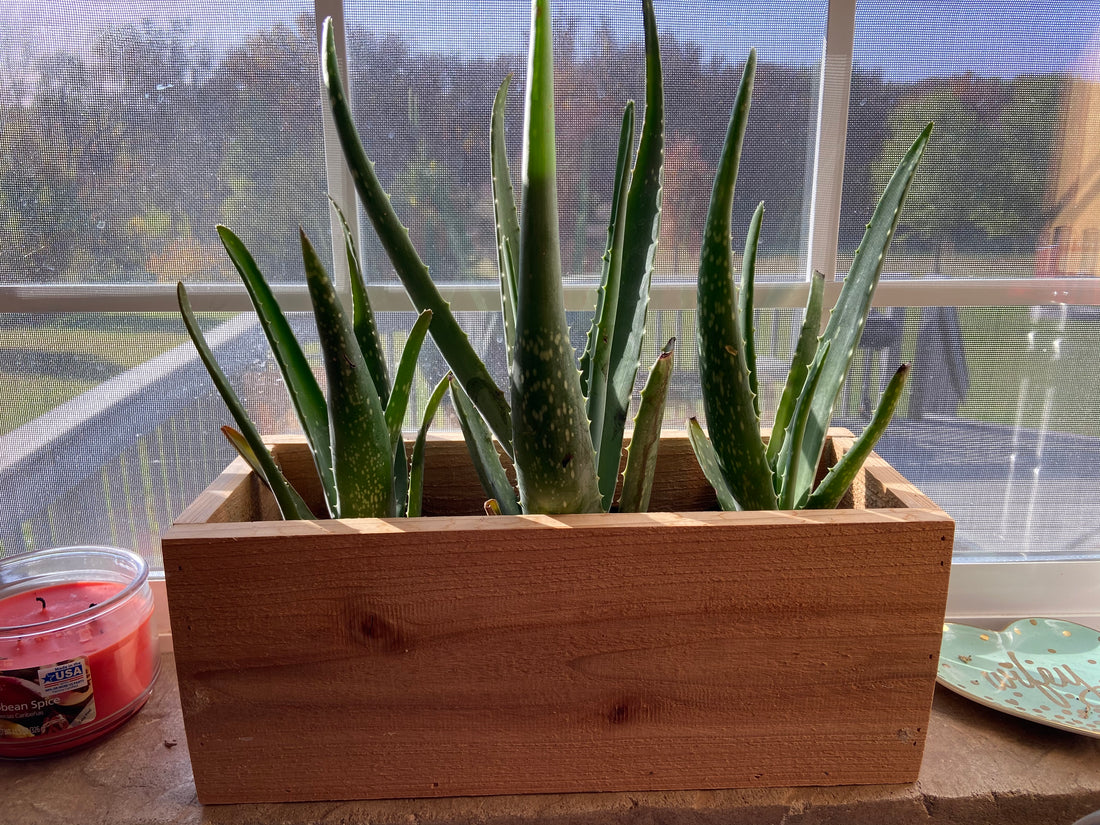Aloe Vera In Planter Box