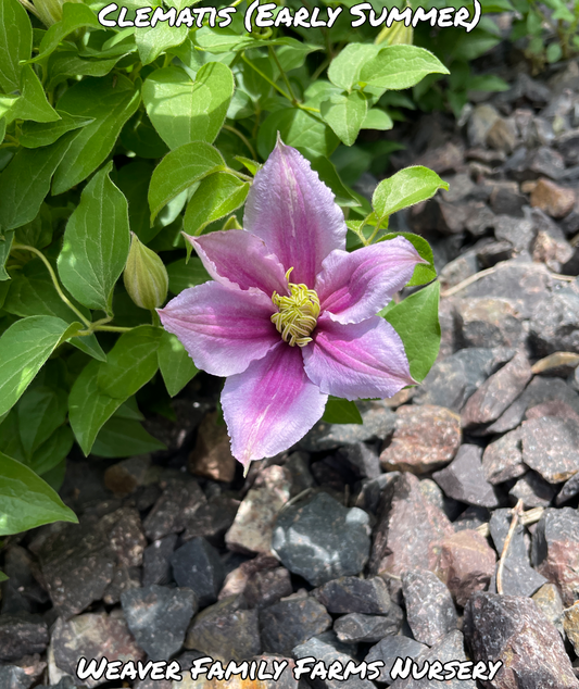 What Does A Pink Flowering Clematis Vine Look Like?