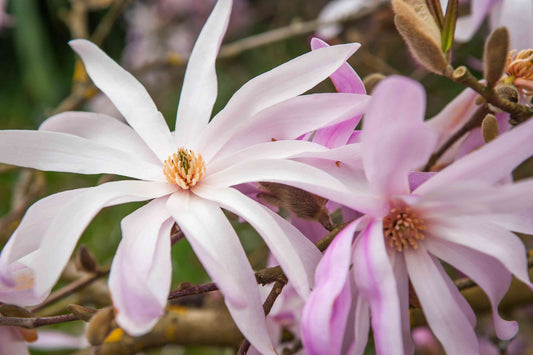 What Does A Royal Star Magnolia Look Like?