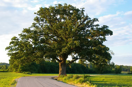 How To Identity A Bur Oak Tree