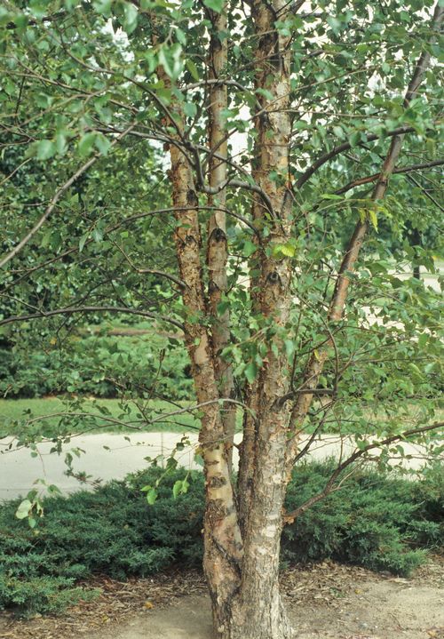 Why Buy & Plant A River Birch Tree?