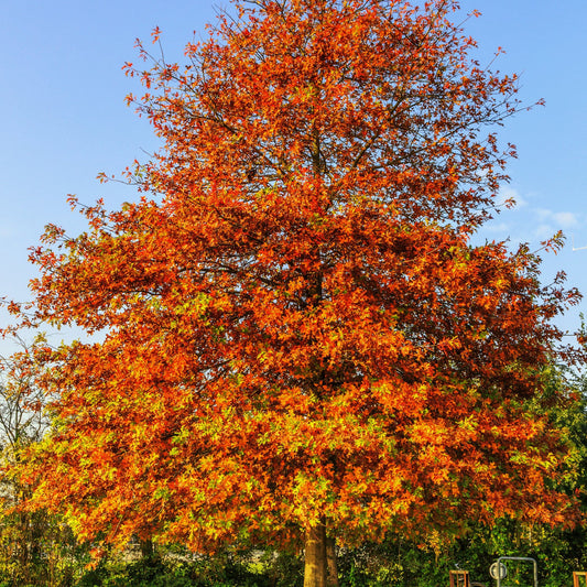 Why Buy And Plant A Pin Oak Tree?