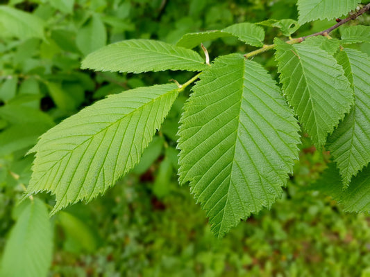 Why Buy & Plant An Elm Tree?