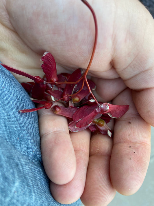 Collecting Japanese Maple Seeds