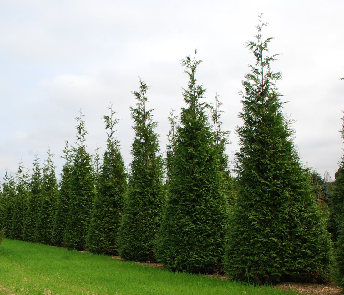 The Green Giant Arborvitae: A Nursery's Pride and a Landscaper's Dream