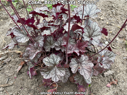 What Do Coral Bells “Silver Scrolls” Plant Look Like?