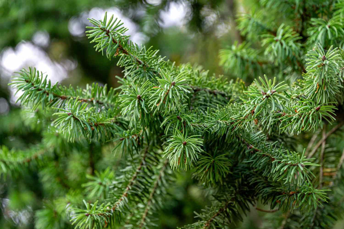 Why Buy & Plant A Fir Tree?