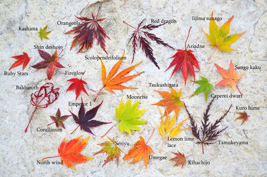 Identifying Japanese Maple Tree Varieties