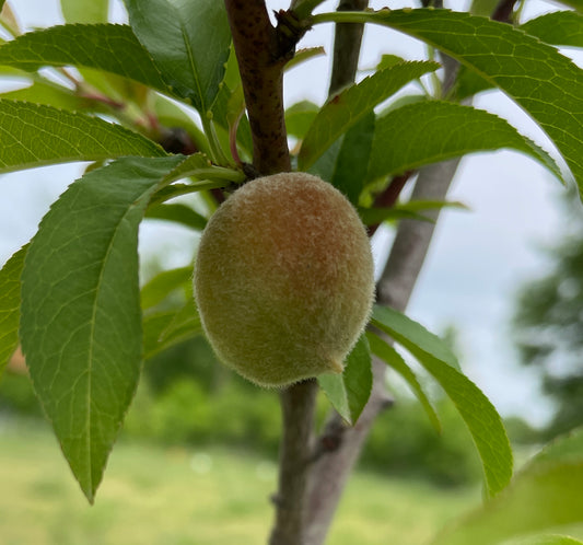 Baby Peach Growing On One Of Our Peach Trees!