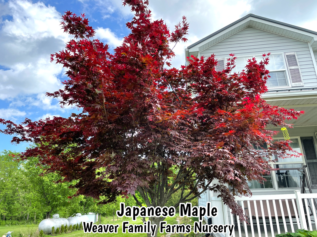What Does A Red “Emperor” Japanese Maple Tree Look Like?