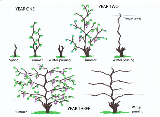 Pruning Grape Vines For Maximum Performance