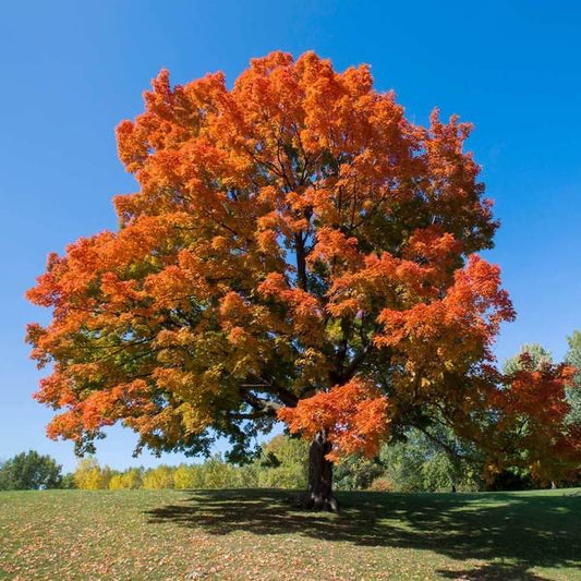 Discover the Beauty and Benefits of Native Trees