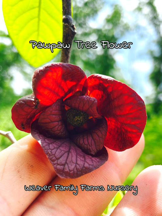 What Do Pawpaw Flowers Look Like?