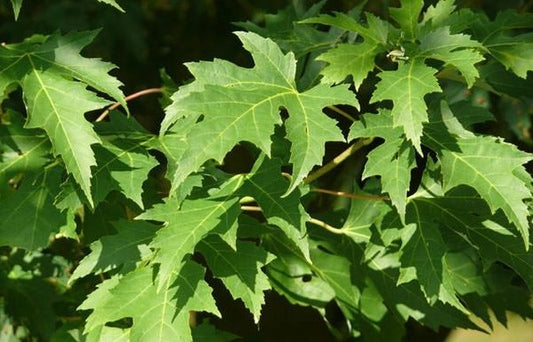 Silver Maple Trees: A Popular but Controversial Choice for Your Landscape