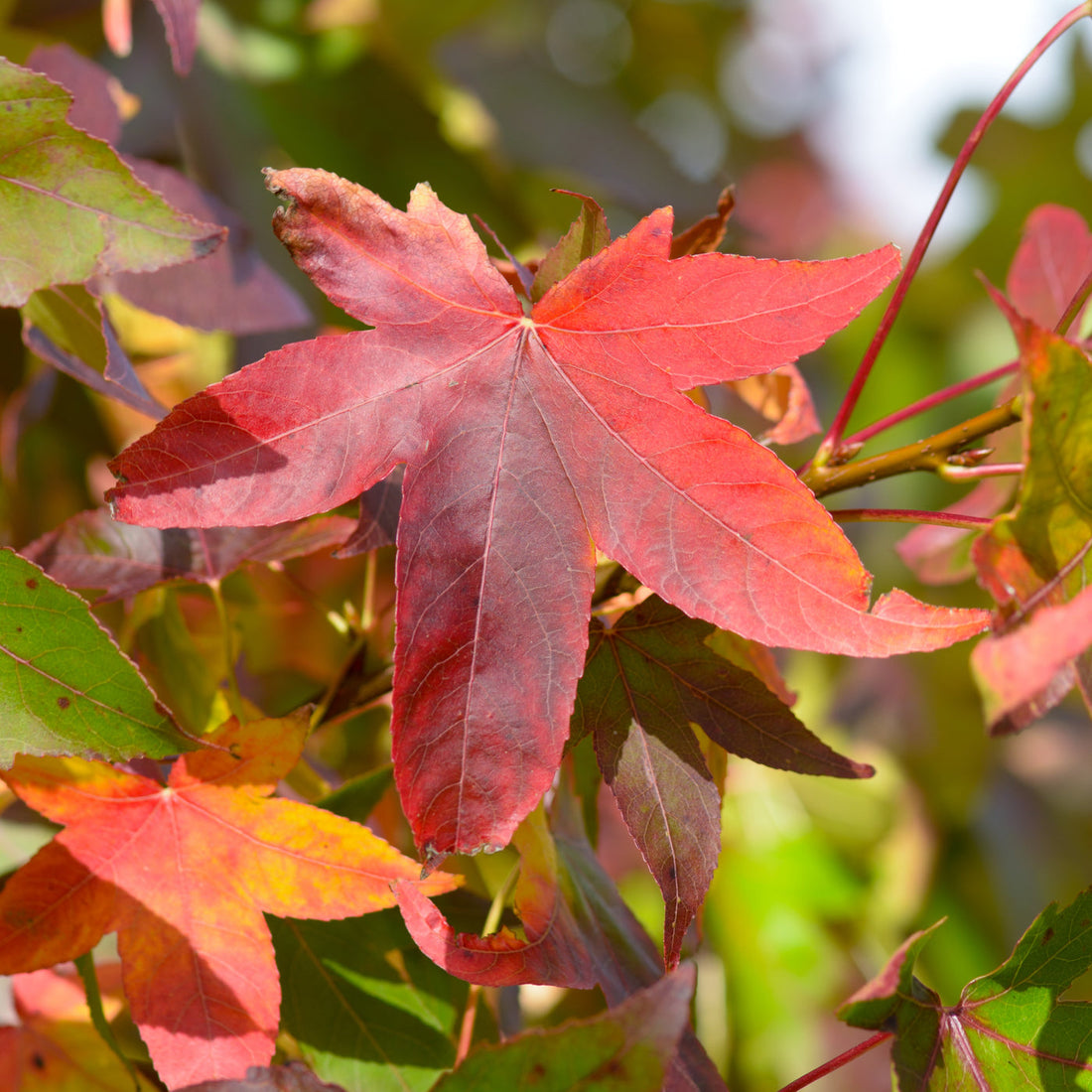 Why Buy & Plant A Sweet Gum Tree?