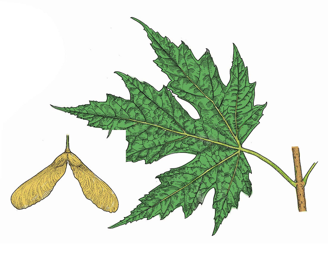 How To Identify A Silver Maple Tree