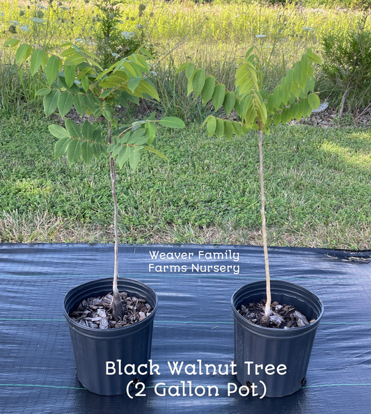 Black Walnut Tree Pictures