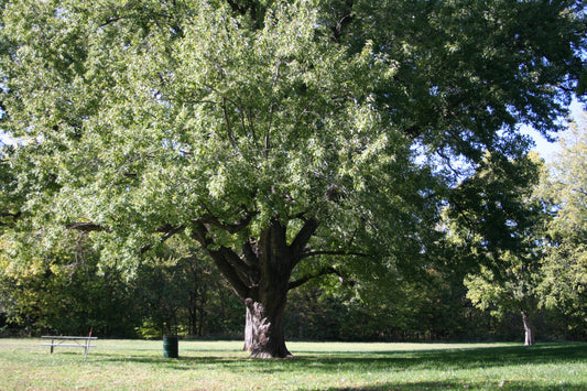 Introduction to the Silver Maple: A Tree of Rapid Growth and Resilience