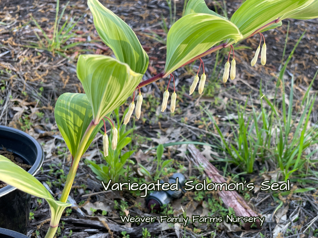 What Does A Variegated Solomon’s Seal Look Like?