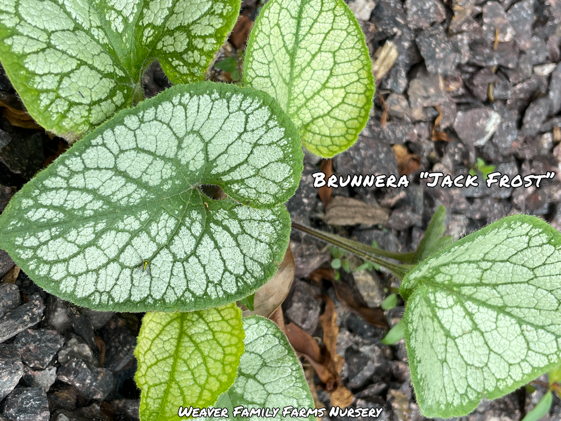 What Does Brunnera “Jack Frost” Look Like?